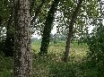 Pioppeto - Campo di Mais  - Cascina Monticello
